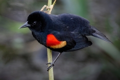 Bernie-Solomon-Red-Winged-Blackbird-crop-April-2023-Digital-Color-Advanced-Medal