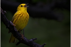 Edith-Fuentes-Early-Morning-Song-Sep-2022-Digital-Color-Advanced-Second-Place