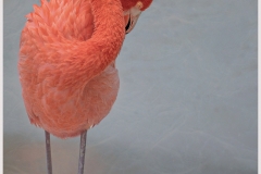 Edith-Fuentes-Flamboyant-Sep-2022-Digital-Color-Advanced-First-Place