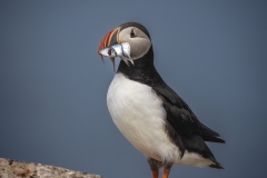 Edith-Fuentes-Puffin-with-dinner-OCT-2022-Digital-Color-Advanced-Award