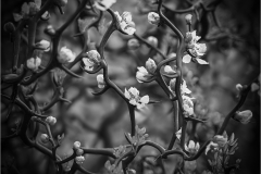 Lilia-Maloratskiy-Bloom-Thorns-Feb-2023-Digital-Mono-Advanced-1st-Place