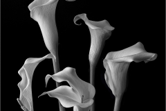 Lilia-Maloratskiy-Cala-Lilies-on-Black-Lilia-Maloratskiy-OCT-2022-Digital-Mono-Advanced-1st-Place