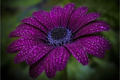 Lilia-Maloratskiy-Cape-Marguerite-Morning-Dew-May-2023-Digital-Color-Advanced-Medal