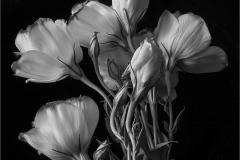 Lilia-Maloratskiy-Catchfly-Burgeons-Dec-2022-Digital-Mono-Advanced-First-Place