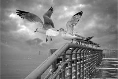 Lilia-Maloratskiy-Seagulls-Lets-Go-Lilia-Maloratskiy-OCT-2022-Digital-Mono-Advanced-Award