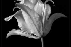 Lilia-Maloratskiy-White-Lily-The-Perfect-One-May-2023-Digital-Mono-Advanced-1st-Place