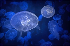 Martin-Sicular-Jellyfish-Cousins-Club-April-2023-Digital-Color-Advanced-Third-Place