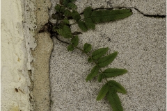 Rich-Doerr-Nature-Finds-Advanced-Way-May-2023-Digital-Color-Salon-Award