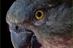 Thomas-Camal-Im-watching-you-Sep-2022-Digital-Color-Advanced-Award