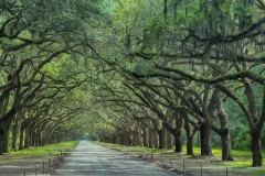 Anoop-Srivastava-Savanah-Oak-Trees-Dec-2022-Digital-Color-Beginner-Award