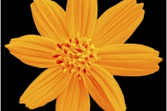 Anoop-Srivastava-orange-flower-May-2023-Digital-Color-Beginner-Award