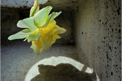 Gary-Slawsky-Daffodil-And-Shadow-In-Cornhole-Tunnel-April-2023-Digital-Color-Master-Award