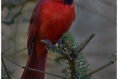 Richard-Eichel-Northern-Red-Cardinal-April-2023-Digital-Color-Beginner-Award