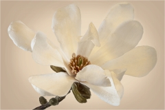 Alan-Bogard-Magnolia-Blossom-April-2023-Digital-Color-Master-Award