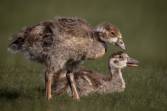 Jerry-Deutsch-Egyptian-Goose-Chicks-Feb-2023-Digital-Color-Master-Medal