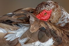 Bogumil-Kozera-muscovy-duck-Sep-2022-Digital-Color-Salon-First-Place