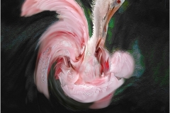 Herbert-Zaifert-Happy-Spoonbill-dancing-May-2023-Digital-Color-Salon-3rd-Place