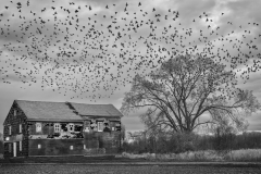 Joe-Ferraro-Not-even-for-the-birds-Jan-2023-Old-Buildings-Digital-Mono-Salon-Third-Place