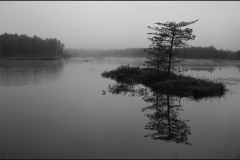 Rich-Doerr-Quiet-in-the-Pine-Barrens-April-2023-Digital-Mono-Salon-Award