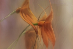 Terry-Pilitzer-For-the-Love-of-Orchids-April-2023-Digital-Color-Salon-First-Place