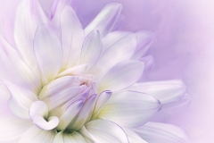 Terry-Pilitzer-Sweet-Dahlia-April-2023-Digital-Color-Salon-Second-Place