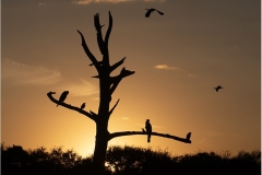 Bernie-Solomon-Bird-Tree-at-Sunset-Digital-Color-Feb-2024-Advanced-Award