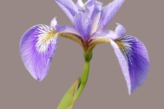 Bernie-Solomon-Orchid-6-Sept-2023-Digital-Color-Advanced-Award