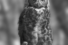 Bernie-Solomon-Owl-BW-Digital-Mono-Dec-2023-Advanced-Award