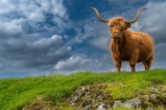 Chris-West-Highland-Cow-on-the-Rocks-Sept-2023-Digital-Color-Advanced-Award