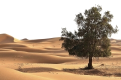 Fred-Decovsky-A-Tree-Grows-in-Morocco-Digital-Color-Jan-2024-Advanced-Second-Place