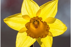 Ira-Brodsky-Daffodil-at-Zenith-April-2024-Digital-Color-Apr-2024-Advanced-Award