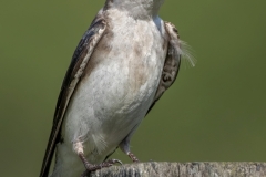 Jerry-Deutsch-Tree-Swallow-On-a-Post-Digital-Color-Mar-2024-Special-Begins-with-T-Master-Second-Place