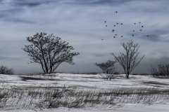 Larry-Ross-Lonely-Landscape-Digital-Color-Jan-2024-Advanced-First-Place