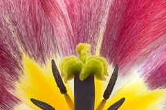 Martin-Sicular-Tulip-Display-April-2024-Digital-Color-Apr-2024-Advanced-1st-Place