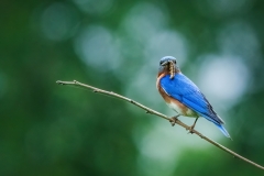 Xiao-Cai-Eastern-Bluebird-April-2024-Digital-Color-Apr-2024-Advanced-Award