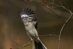 Xiao-Cai-Northern-Mockingbird-Digital-Color-Dec-2023-Advanced-Award