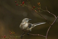 Xiao-Cai-Northern-Mockingbird-Digital-Color-Feb-2024-Advanced-1st-Place