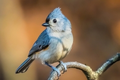 Xiao-Cai-Tufted-Titmouse-April-2024-Digital-Color-Apr-2024-Advanced-Award