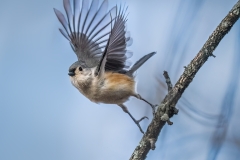 Xiao-Cai-Tufted-Titmouse-Digital-Color-Feb-2024-Advanced-Award