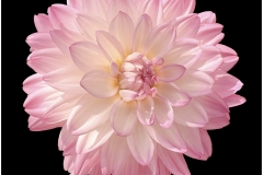 Anoop-Srivastava-Pretty-in-Pink-Digital-Color-Oct-2023-Beginner-3rd-Place