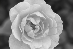 Anoop-Srivastava-Rose-in-BW-May-2024-Digital-Mono-May-2024-Beginner-Award