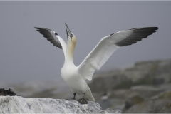 Richard-Eichel-Gannet-take-off-Sept-2023-Digital-Color-Beginner-Award