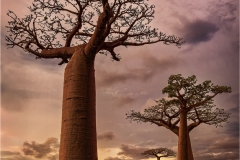 Alan-Bogard-Avenue-of-the-Baobabs-April-2024-Digital-Color-Apr-2024-Master-Award