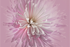 Alan-Bogard-Chrysanthemum-Sept-2023-Digital-Color-Master-Third-Place