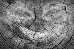 Gary-Slawsky-Smiling-Face-In-Tree-Stump-April-2024-Digital-Mono-Apr-2024-Master-Award.