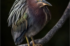 Jerry-Deutsch-A-Green-Heron-Perched-Digital-Color-Feb-2024-Master-Award