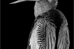 Jerry-Deutsch-Black-and-White-Anhinga-Digital-Mono-Dec-2023-Master-First-Place