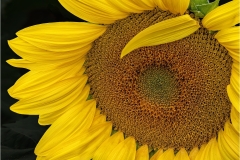 Jerry-Deutsch-Broken-Petal-Sept-2023-Digital-Color-Master-Award