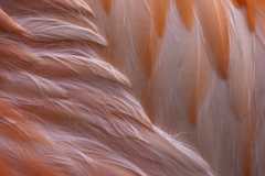 Jerry-Deutsch-Flamingo-Feather-Abstract-April-2024-Digital-Color-Apr-2024-Master-1st-Place