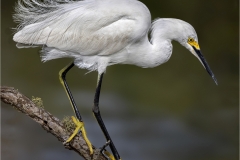 Jerry-Deutsch-Snowy-Egret-Walking-on-a-Branch-April-2024-Digital-Color-Apr-2024-Master-Award